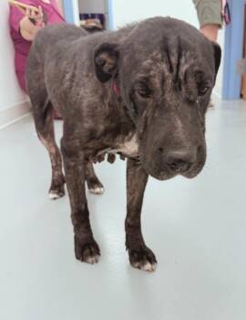 Sherry -  Shar Pei Dog for Adoption in Hartsville, South Carolina - Sherry | PetCurious