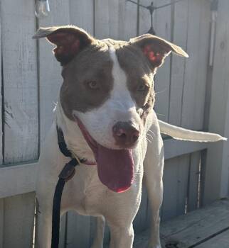 Jack Russell Terrier and Bull Terrier Dogs Available for Adoption in Mobile, Alabama - Opal | PetCurious