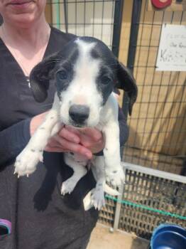 Ali -  Jack Russell Terrier and Mixed Breed Dog for Adoption in Severance, Colorado - Ali | PetCurious