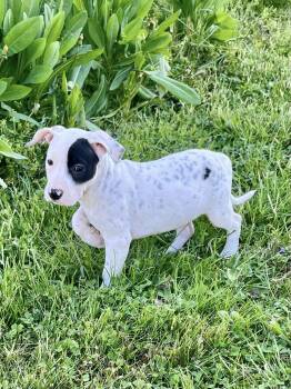 Pit Bull Terrier Dogs Available for Adoption in Salisbury, Maryland - Miscue | PetCurious