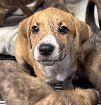 Scout -  Hound Dog for Adoption in Gilberts, Illinois - Scout | PetCurious