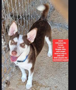 Jewels -  Chihuahua Dog for Adoption in Oviedo, Florida - Jewels | PetCurious