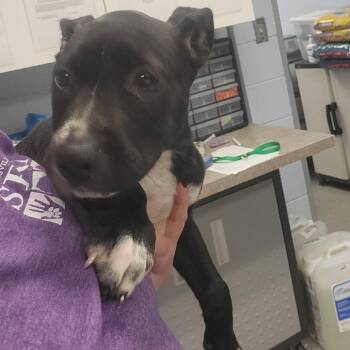 Havoc -  Mixed Breed Dog for Adoption in Martinsville, Virginia - Havoc | PetCurious