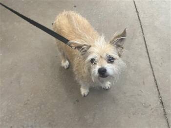 Mixed Breed Dogs Available for Adoption in Dallas, Texas - CHUBBY PICKLES | PetCurious