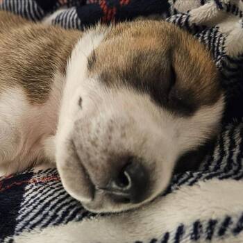 Labrador Retriever Dogs Available for Adoption in Austin, Texas - Fat Amy | PetCurious