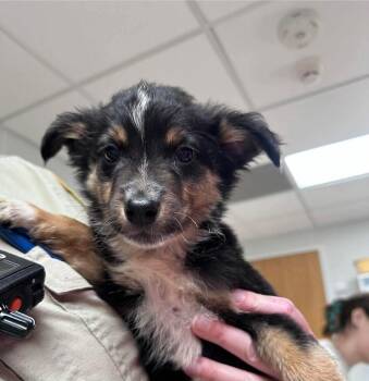 Widdle -  Australian Shepherd Dog Available for Adoption in West Peoria, Illinois - Widdle | PetCurious