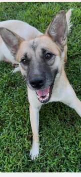 Bebe -  Mixed Breed and Shepherd Dog for Adoption in Marengo, Illinois - Bebe | PetCurious