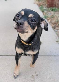 Chihuahua Dogs Available for Adoption - Penny | PetCurious