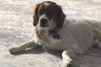 Brittany Spaniel Dogs Available for Adoption - Buddy | PetCurious