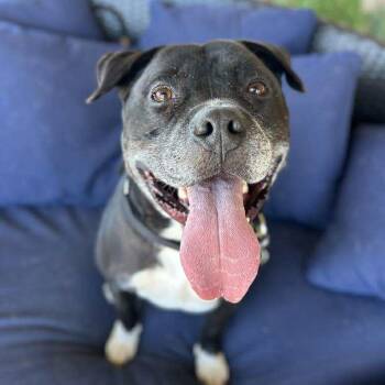 Rescue Pit Bull Terrier Dogs for Adoption in Ramona, California - Fievel | PetCurious