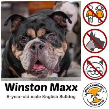 WINSTON MAXX -  English Bulldog Dog for Adoption in Bonney Lake, Washington - WINSTON MAXX | PetCurious