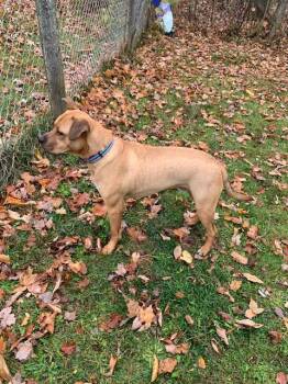 Rescue Labrador Retriever and Boxer Dogs for Adoption in Stanstead, Quebec - Doug | PetCurious