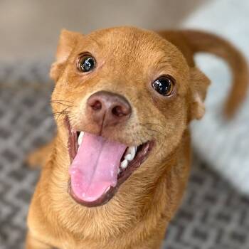 Fletcher -  Chihuahua and Mixed Breed Dog for Adoption in Boerne, Texas - Fletcher | PetCurious