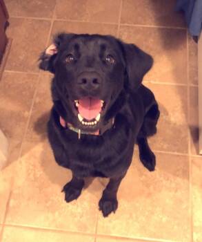 Bunny -  Black Labrador Retriever Dog for Adoption in Memphis, Tennessee - Bunny | PetCurious
