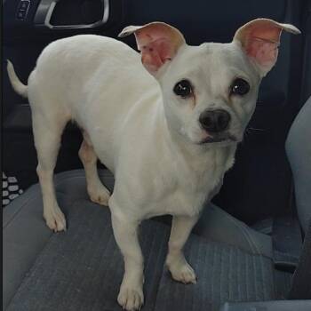 Chihuahua and Terrier Dogs Available for Adoption in Seguin, Texas - Twister | PetCurious