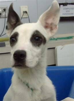 RIO -  Mixed Breed Dog for Adoption in Dallas, Texas - RIO | PetCurious