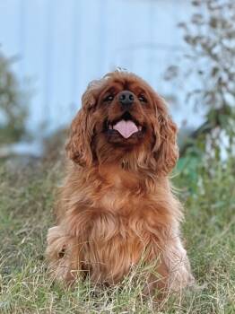 Rescue Cavalier King Charles Spaniel Dogs for Adoption in Princeton, Massachusetts - Carl | PetCurious
