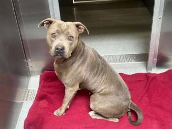 QUESADILLA -  Pit Bull Terrier Dog for Adoption in Tustin, California - QUESADILLA | PetCurious