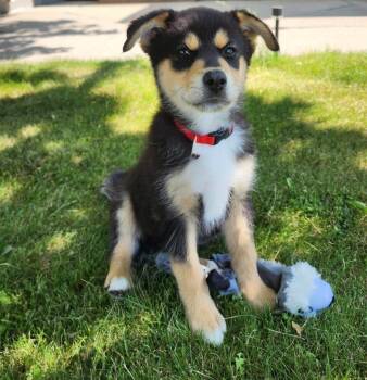 Ringo -  German Shepherd Dog Dog for Adoption in Hot Springs, South Dakota - Ringo | PetCurious