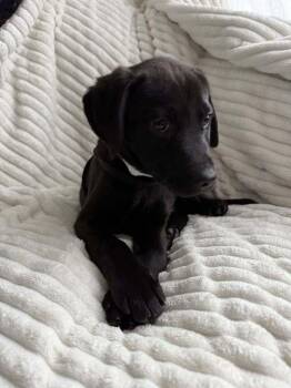 Labrador Retriever Dogs Available for Adoption - Rainier (National Park) | PetCurious