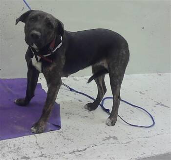 BEYONCE -  Staffordshire Bull Terrier and Mixed Breed Dog for Adoption in Houston, Texas - BEYONCE | PetCurious