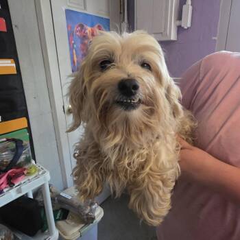 TNGC-Stray-1279 -  Yorkshire Terrier and Poodle Dog for Adoption in Pulaski, Tennessee - TNGC-Stray-1279 | PetCurious
