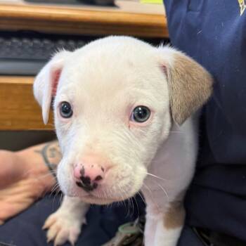 Stanley -  Pit Bull Terrier and Mixed Breed Dog for Adoption in Mount Vernon, Arkansas - Stanley | PetCurious