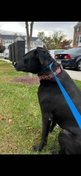 Ziggy -  Labrador Retriever Dog for Adoption in Baltimore, Maryland - Ziggy | PetCurious