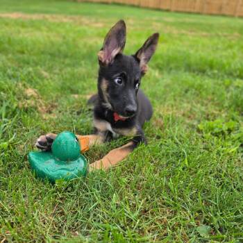 Brownie -  German Shepherd Dog Dog for Adoption in Houston, Texas - Brownie | PetCurious