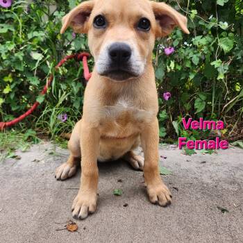 Velma - CS -  Labrador Retriever Dog for Adoption in Columbia, Maryland - Velma - CS | PetCurious