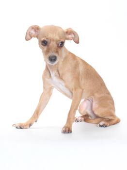 Italian Greyhound and Chihuahua Dogs Available for Adoption in Burbank, California - TATIANA | PetCurious