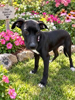 Beatrice -  Black Labrador Retriever Dog for Adoption in Wanaque, New Jersey - Beatrice | PetCurious