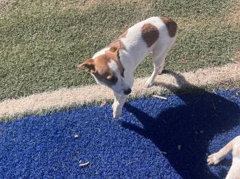 Rescue Australian Cattle Dog Blue Heeler Dogs for Adoption in Blanchard, Oklahoma - Cheyenne | PetCurious