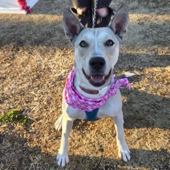 Husky and Labrador Retriever Dogs Available for Adoption - Mama Dough | PetCurious