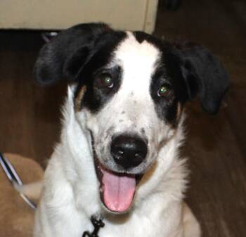 Rescue Mixed Breed Dogs for Adoption in Huron, South Dakota - Andy | PetCurious