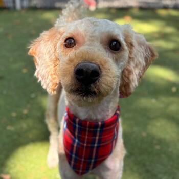 Milo -  Golden Retriever and Miniature Poodle Dog for Adoption in Providence, Rhode Island - Milo | PetCurious