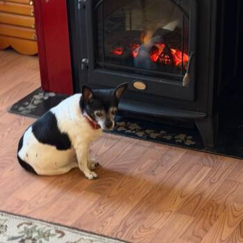 Dr. Watson -  Chihuahua and Jack Russell Terrier Dog for Adoption in Philadelphia, Pennsylvania - Dr. Watson | PetCurious