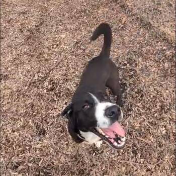 Retriever Dogs Available for Adoption in Burlington, Ontario - Your Majesty | PetCurious