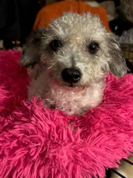 Miniature Poodle Dogs Available for Adoption in Scottsdale, Arizona - Phyllis Diller | PetCurious