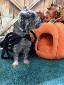 Rescue Schnauzer and Poodle Dogs for Adoption in Mukwonago, Wisconsin - Savory Oreo | PetCurious