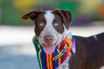 Pebbles -  Cattle Dog and Pointer Dog for Adoption in Santa Rosa, California - Pebbles | PetCurious