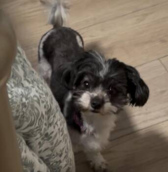 Sarah -  Maltipoo Dog Available for Adoption in Union Grove, Wisconsin - Sarah | PetCurious