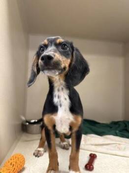 Zuzu -  Hound and Mixed Breed Dog for Adoption in East Brookfield, Massachusetts - Zuzu | PetCurious