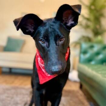 Shiloh Floppy Ears so Sweet -  German Shepherd Dog and Black Labrador Retriever Dog for Adoption in Friendswood, Texas - Shiloh Floppy Ears So Sweet | PetCurious
