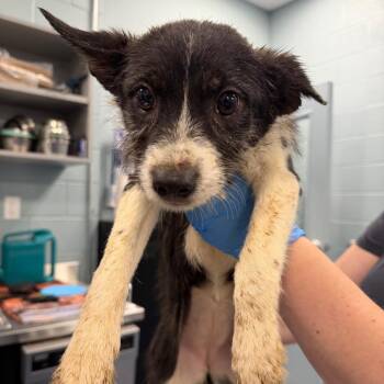 Mixed Breed Dogs Available for Adoption - Grape | PetCurious