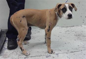 A2089667 -  Anatolian Shepherd and Mixed Breed Dog for Adoption in Houston, Texas - A2089667 | PetCurious
