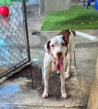 The Pointer Sisters Marigold Lily Daffy -  English Pointer and Labrador Retriever Dog for Adoption in Manhattan Beach, California - The Pointer Sisters Marigold Lily Daffy | PetCurious