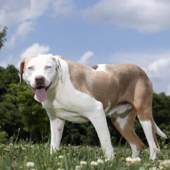 Andy -  Mixed Breed Dog Available for Adoption in Franklin, Tennessee - Andy | PetCurious