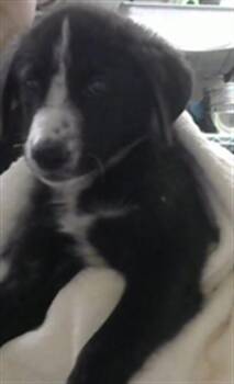 A185565 -  Siberian Husky and Mixed Breed Dog for Adoption in Pasadena, Texas - A185565 | PetCurious