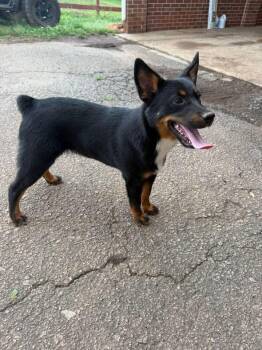 Willlie -  Australian Kelpie Dog for Adoption in Lakewood Ranch, Florida - Willlie | PetCurious